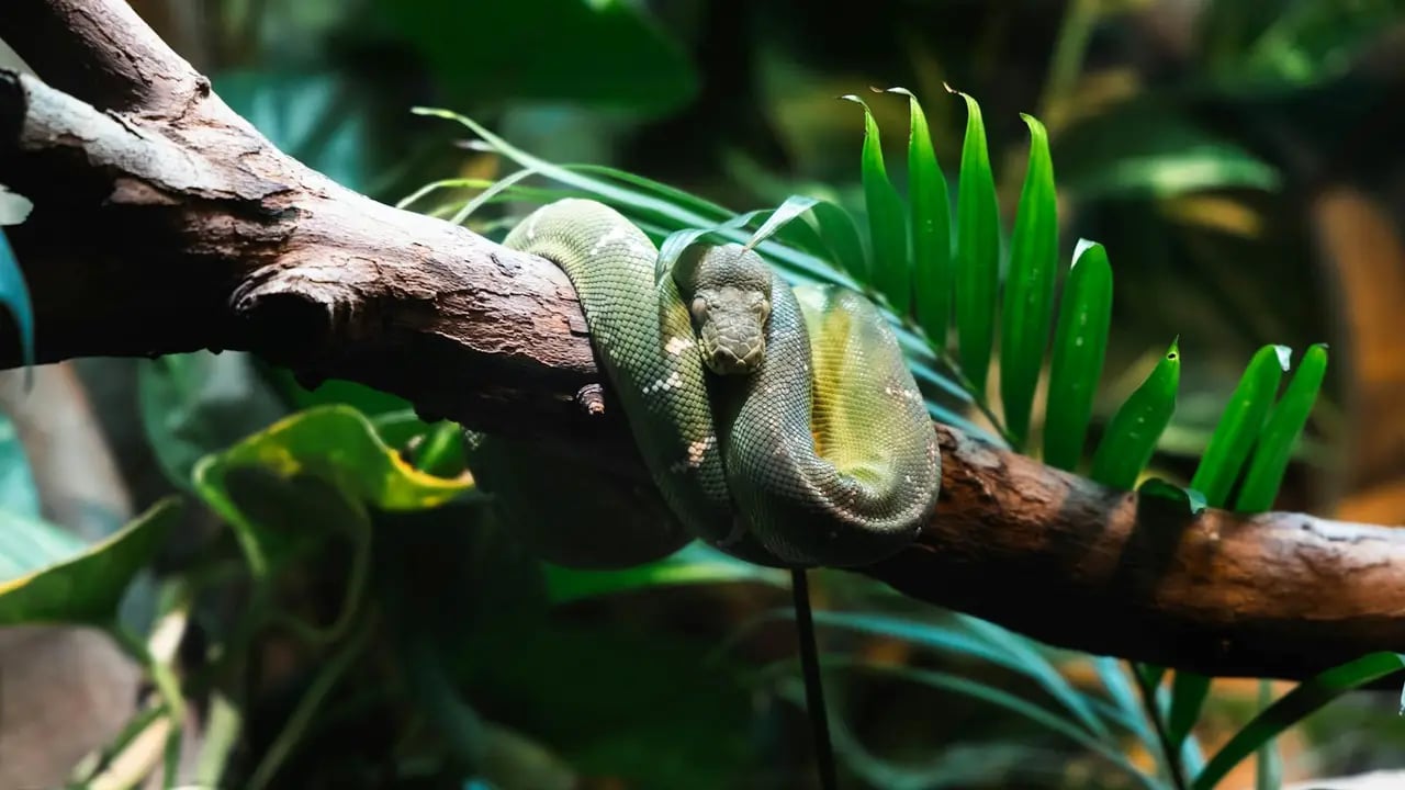 Best AI Agent Skills for Python Developers (2026)